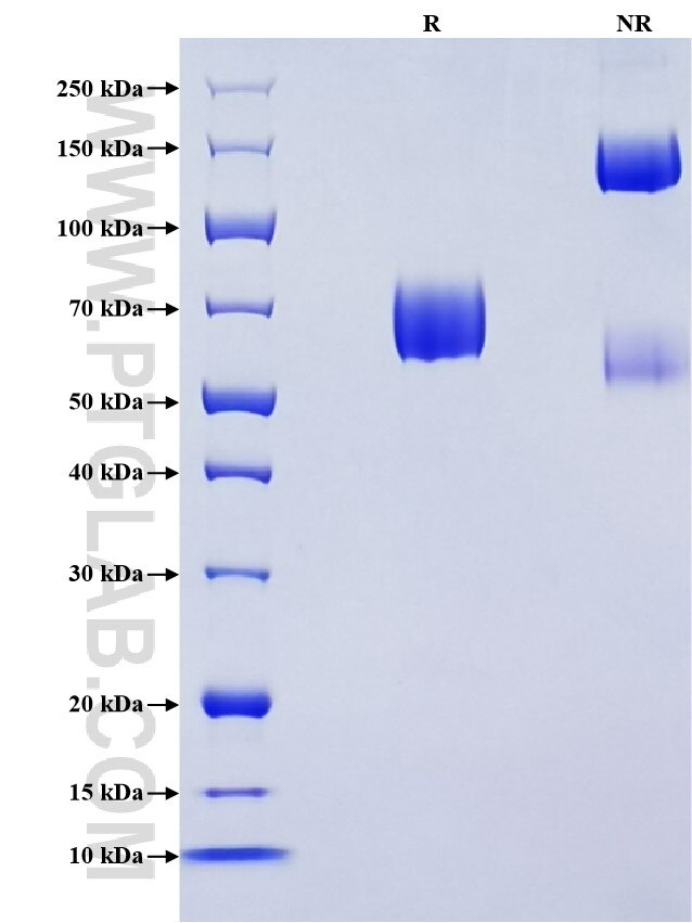 Purity of Recombinant Mouse SLAM was determined by SDS-PAGE. The protein was resolved in an SDS-PAGE in reducing (R) and non-reducing (NR) conditions and stained using Coomassie blue.