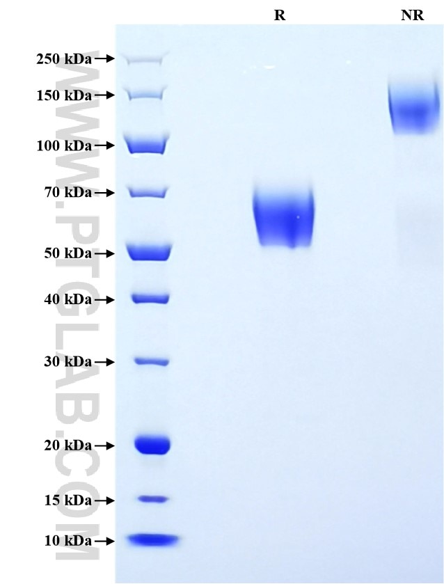 Purity of Recombinant Mouse TIM-3 was determined by SDS-PAGE. The protein was resolved in an SDS-PAGE in reducing (R) and non-reducing (NR) conditions and stained using Coomassie blue.