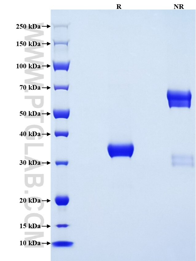 Purity of Recombinant Mouse Ereg was determined by SDS-PAGE. The protein was resolved in an SDS-PAGE in reducing (R) and non-reducing (NR) conditions and stained using Coomassie blue.