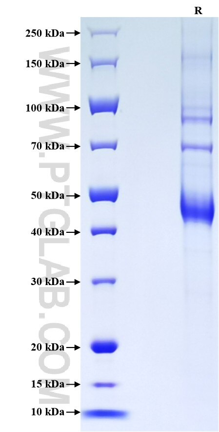 Purity of Recombinant Human TNFSF12 was determined by SDS-PAGE. The protein was resolved in an SDS-PAGE in reducing (R) conditions and stained using Coomassie blue.