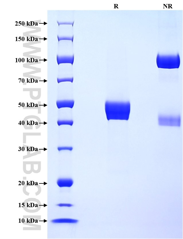 Purity of Recombinant Human MOG was determined by SDS-PAGE. The protein was resolved in an SDS-PAGE in reducing (R) and non-reducing (NR) conditions and stained using Coomassie blue.