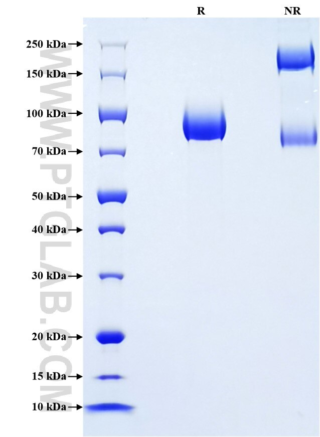 Purity of Recombinant Human TrkB was determined by SDS-PAGE. The protein was resolved in an SDS-PAGE in reducing (R) and non-reducing (NR) conditions and stained using Coomassie blue.