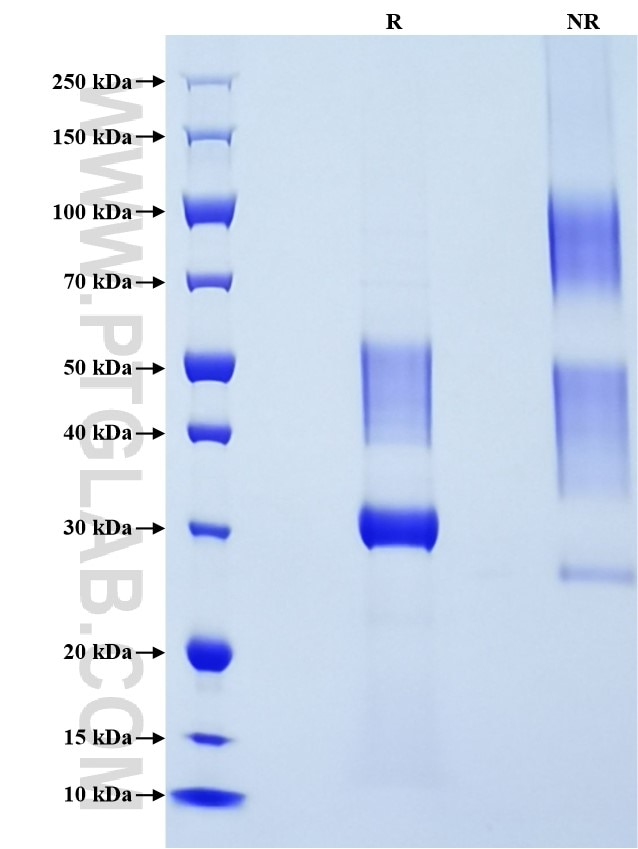 Purity of Recombinant Human INSL4 was determined by SDS-PAGE. The protein was resolved in an SDS-PAGE in reducing (R) and non-reducing (NR) conditions and stained using Coomassie blue. Purity of Recombinant Human INSL4 was determined by SDS-PAGE. The protein was resolved in an SDS-PAGE in reducing (R) and non-reducing (NR) conditions and stained using Coomassie blue.