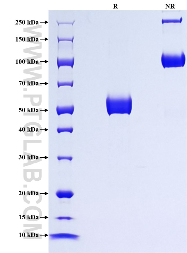 Purity of Recombinant Human OLR1 was determined by SDS-PAGE. The protein was resolved in an SDS-PAGE in reducing (R) and non-reducing (NR) conditions and stained using Coomassie blue.