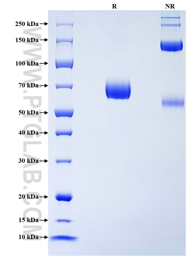 Purity of Recombinant Mouse CD38 was determined by SDS-PAGE. The protein was resolved in an SDS-PAGE in reducing (R) and non-reducing (NR) conditions and stained using Coomassie blue.