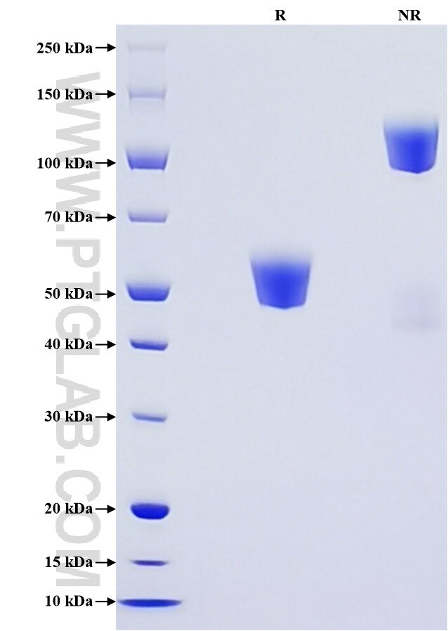Purity of Recombinant Human FLT3 ligand was determined by SDS-PAGE. The protein was resolved in an SDS-PAGE in reducing (R) and non-reducing (NR) conditions and stained using Coomassie blue.