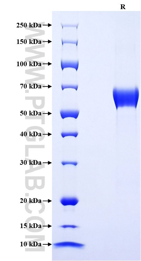 Purity of Recombinant Mouse CD134 was determined by SDS-PAGE. The protein was resolved in an SDS-PAGE in reducing (R) conditions and stained using Coomassie blue.