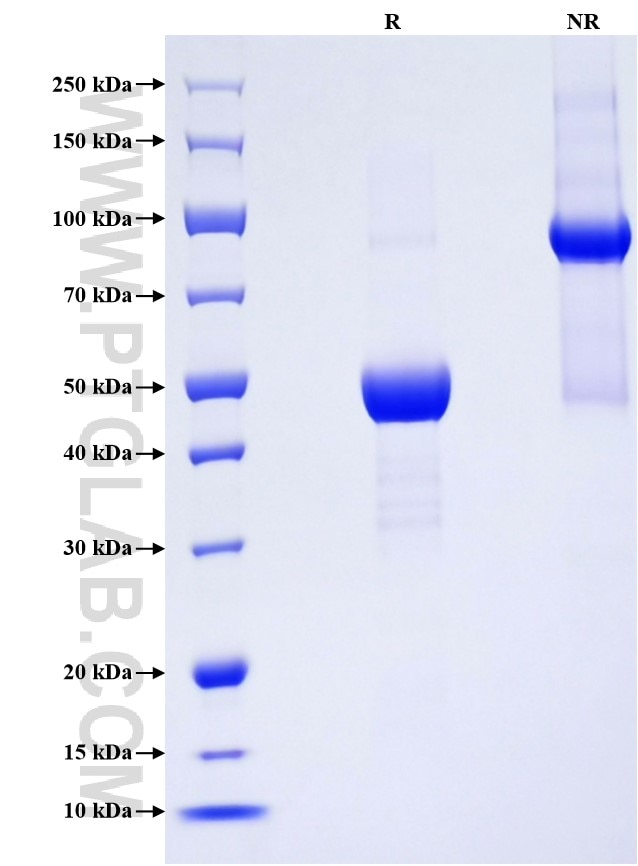 Purity of Recombinant Human NBL1 was determined by SDS-PAGE. The protein was resolved in an SDS-PAGE in reducing (R) and non-reducing (NR) conditions and stained using Coomassie blue.