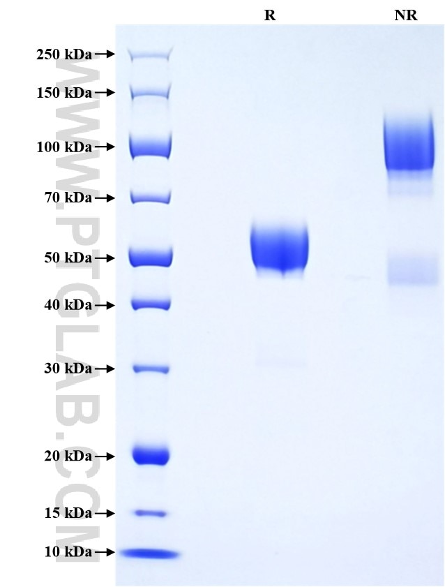 Purity of Recombinant Human CD7 was determined by SDS-PAGE. The protein was resolved in an SDS-PAGE in reducing (R) and non-reducing (NR) conditions and stained using Coomassie blue.