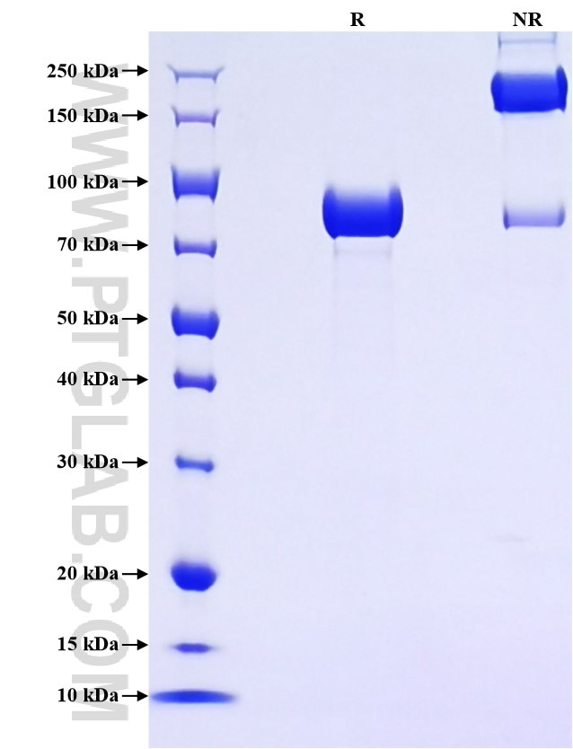 Purity of Recombinant Human PLAP was determined by SDS-PAGE. The protein was resolved in an SDS-PAGE in reducing (R) and non-reducing (NR) conditions and stained using Coomassie blue.