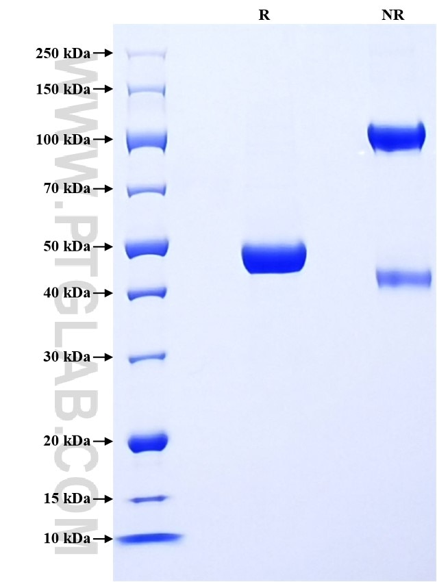 Purity of Recombinant Mouse IFN-alpha 2 was determined by SDS-PAGE. The protein was resolved in an SDS-PAGE in reducing (R) and non-reducing (NR) conditions and stained using Coomassie blue.