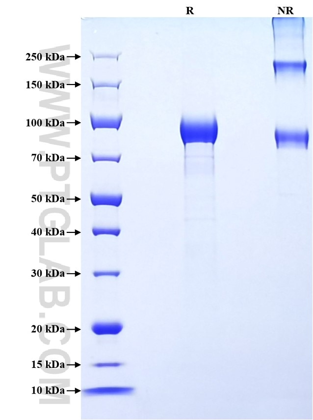 Purity of Recombinant Human Hemopexin was determined by SDS-PAGE. The protein was resolved in an SDS-PAGE in reducing (R) and non-reducing (NR) conditions and stained using Coomassie blue.