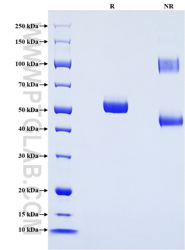 Purity of Recombinant Mouse JAM-A was determined by SDS-PAGE. The protein was resolved in an SDS-PAGE in reducing (R) and non-reducing (NR) conditions and stained using Coomassie blue.