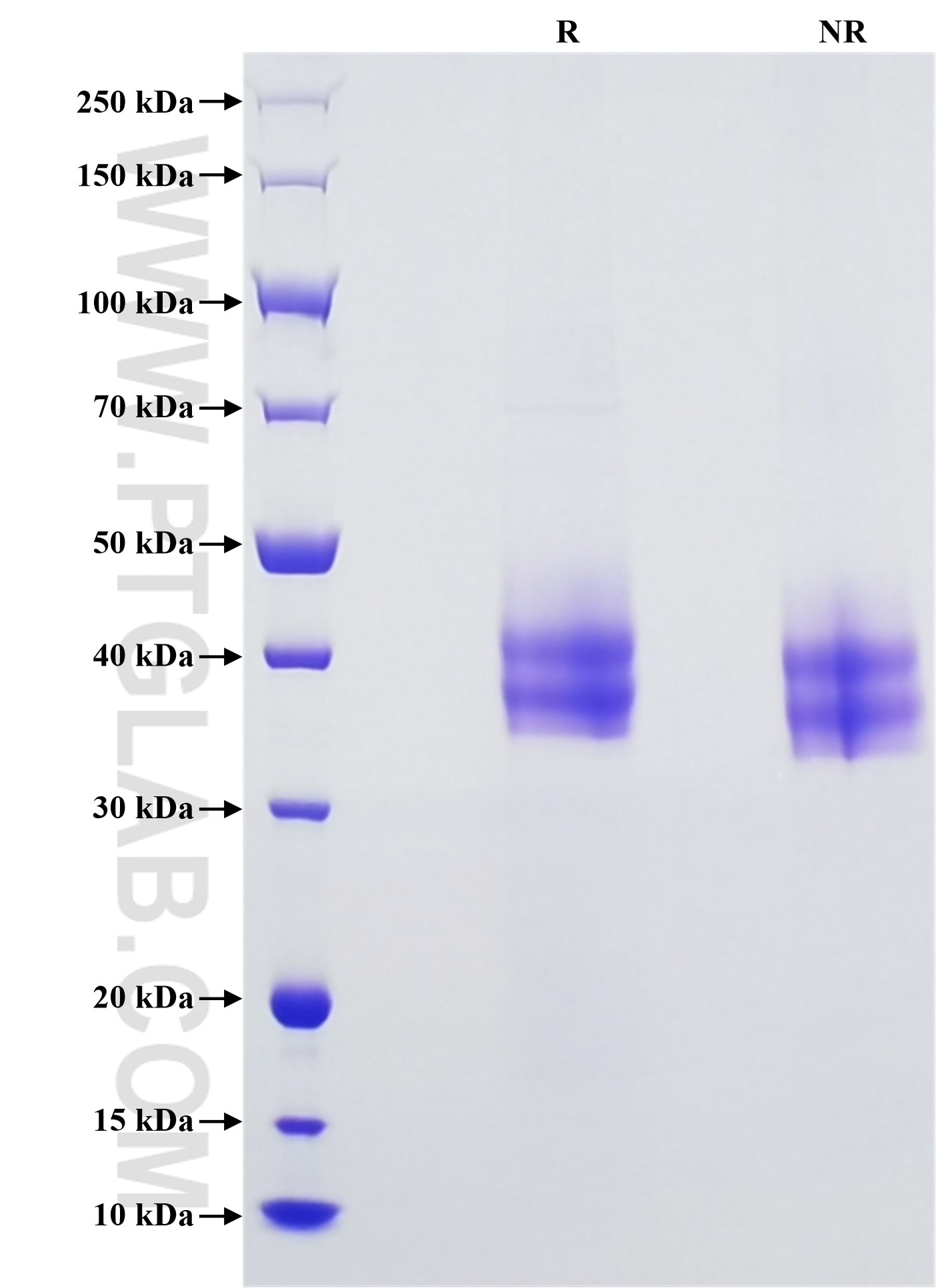 Purity of Recombinant Human PD-L1 was determined by SDS-PAGE. The protein was resolved in an SDS-PAGE in reducing (R) and non-reducing (NR) conditions and stained using Coomassie blue.