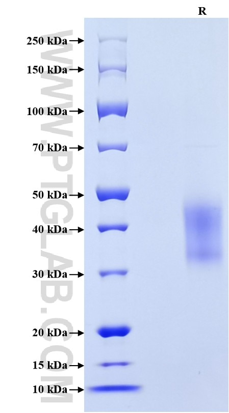 Purity of Recombinant Human CD47 was determined by SDS-PAGE. The protein was resolved in an SDS-PAGE in reducing (R) conditions and stained using Coomassie blue.