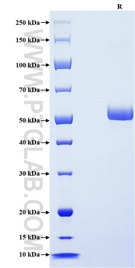 Purity of Recombinant Mouse Mbl2 was determined by SDS-PAGE. The protein was resolved in an SDS-PAGE in reducing (R) conditions and stained using Coomassie blue.