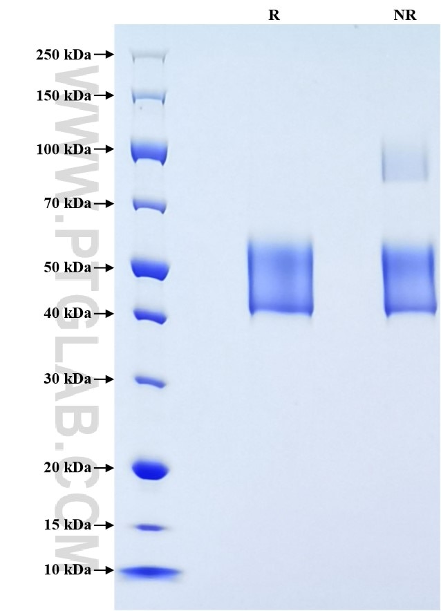 Purity of Recombinant Human Mesothelin was determined by SDS-PAGE. The protein was resolved in an SDS-PAGE in reducing (R) and non-reducing (NR) conditions and stained using Coomassie blue.