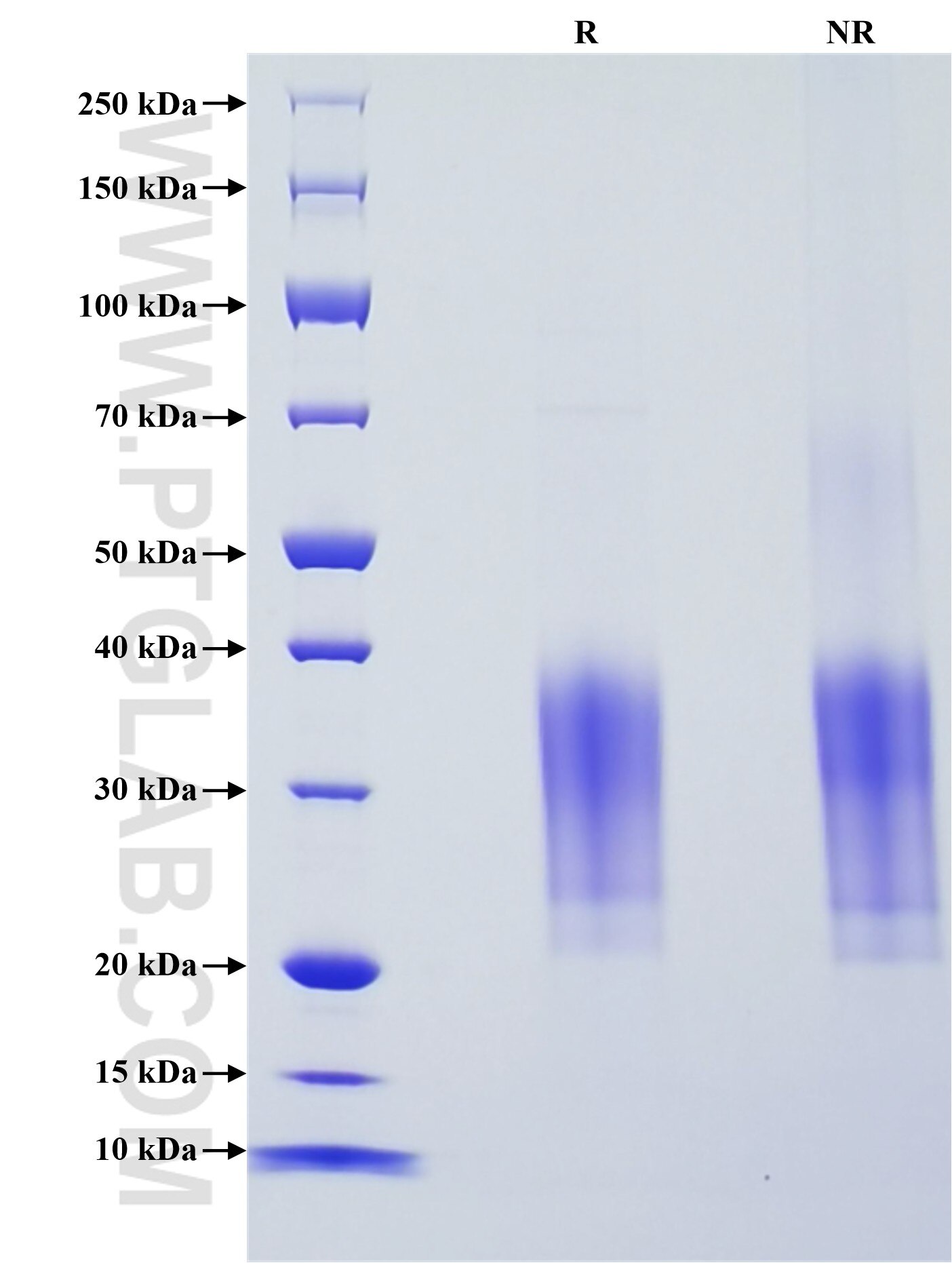 Purity of Recombinant Human NCR3 was determined by SDS-PAGE. The protein was resolved in an SDS-PAGE in reducing (R) and non-reducing (NR) conditions and stained using Coomassie blue.