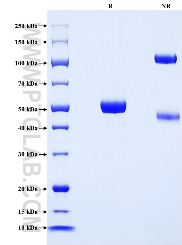 Purity of Recombinant Mouse IL-28A was determined by SDS-PAGE. The protein was resolved in an SDS-PAGE in reducing (R) and non-reducing (NR) conditions and stained using Coomassie blue.