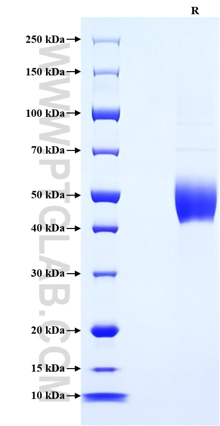 Purity of Recombinant Mouse ICOS was determined by SDS-PAGE. The protein was resolved in an SDS-PAGE in reducing (R) conditions and stained using Coomassie blue.