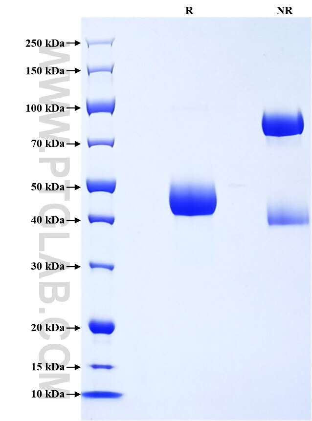 Purity of Recombinant Rat GM-CSF was determined by SDS-PAGE. The protein was resolved in an SDS-PAGE in reducing (R) and non-reducing (NR) conditions and stained using Coomassie blue.