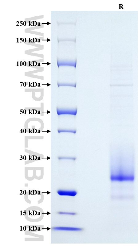 Purity of Recombinant Human VEGF-C was determined by SDS-PAGE. The protein was resolved in an SDS-PAGE in reducing (R) conditions and stained using Coomassie blue.