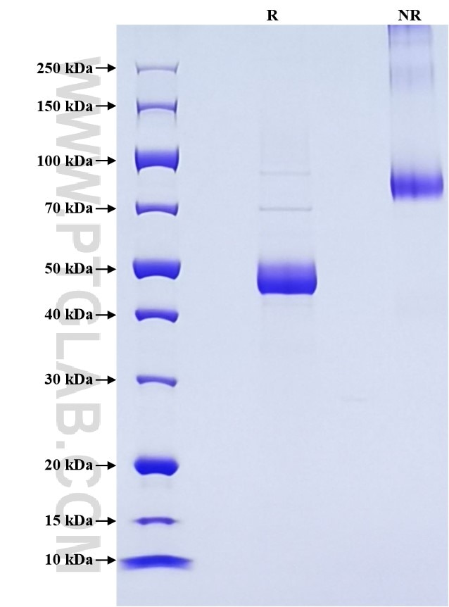 Purity of Recombinant Rat IL-1RA was determined by SDS-PAGE. The protein was resolved in an SDS-PAGE in reducing (R) and non-reducing (NR) conditions and stained using Coomassie blue.