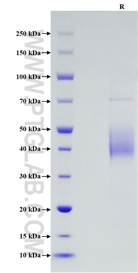 Purity of Recombinant Human CD48 was determined by SDS-PAGE. The protein was resolved in an SDS-PAGE in reducing (R) conditions and stained using Coomassie blue.