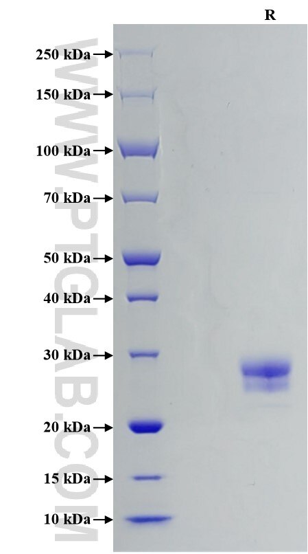 Purity of Recombinant Human TL1A was determined by SDS-PAGE. The protein was resolved in an SDS-PAGE in reducing (R) conditions and stained using Coomassie blue.