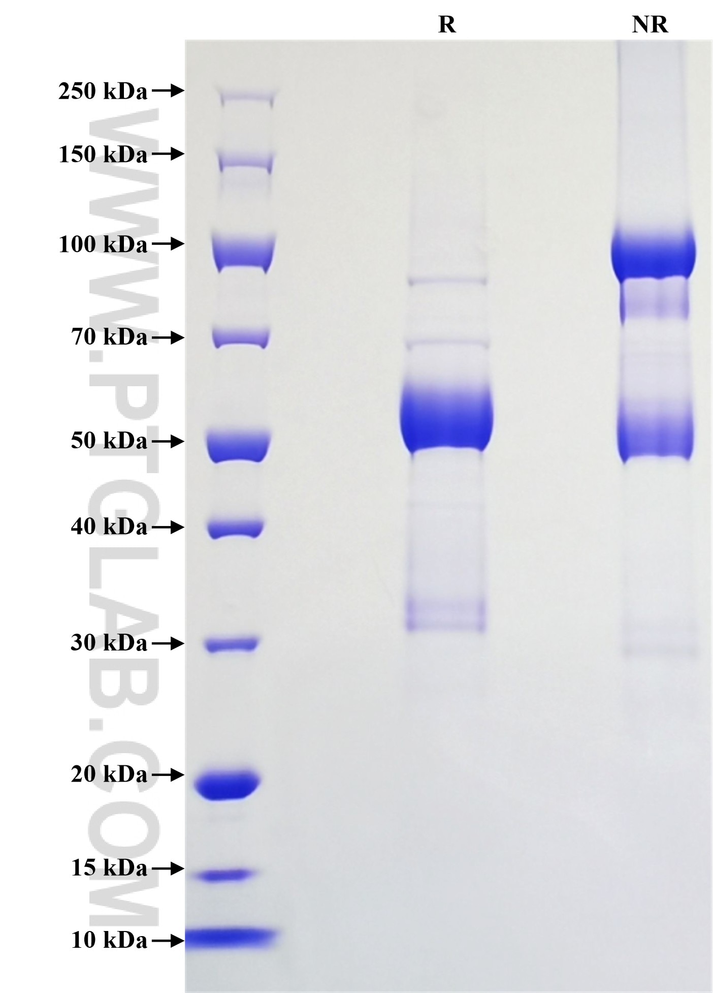 Purity of Recombinant Rat Fas Ligand was determined by SDS-PAGE. The protein was resolved in an SDS-PAGE in reducing (R) and non-reducing (NR) conditions and stained using Coomassie blue.