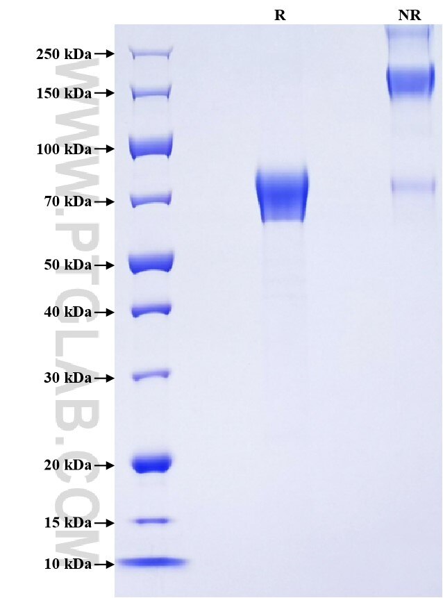 Purity of Recombinant Rat B7-H4 was determined by SDS-PAGE. The protein was resolved in an SDS-PAGE in reducing (R) and non-reducing (NR) conditions and stained using Coomassie blue.