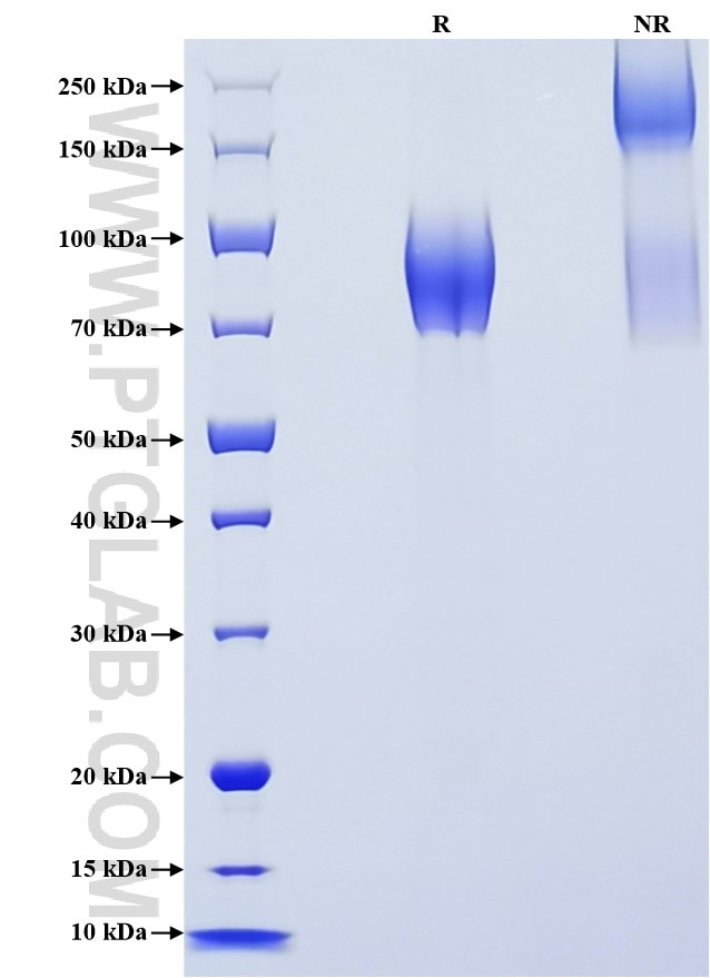 Purity of Recombinant Rat CX3CL1 was determined by SDS-PAGE. The protein was resolved in an SDS-PAGE in reducing (R) and non-reducing (NR) conditions and stained using Coomassie blue.
