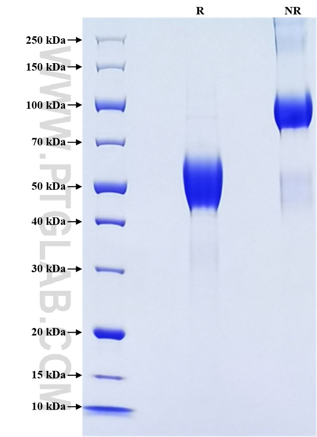 Purity of Recombinant Human NKG2D was determined by SDS-PAGE. The protein was resolved in an SDS-PAGE in reducing (R) and non-reducing (NR) conditions and stained using Coomassie blue.