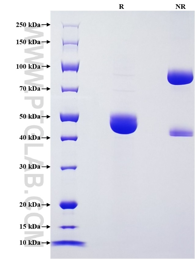 Purity of Recombinant Human IL-10 was determined by SDS-PAGE. The protein was resolved in an SDS-PAGE in reducing (R) and non-reducing (NR) conditions and stained using Coomassie blue.