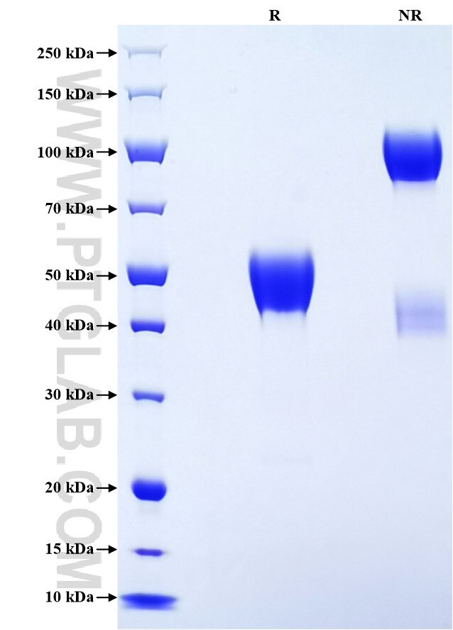 Purity of Recombinant Human LGALS3BP was determined by SDS-PAGE. The protein was resolved in an SDS-PAGE in reducing (R) and non-reducing (NR) conditions and stained using Coomassie blue.