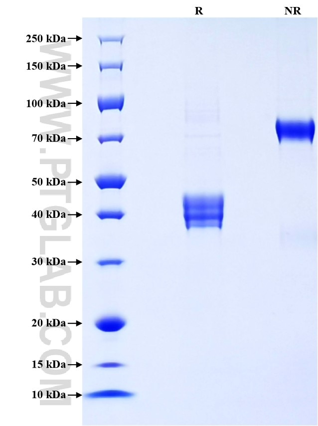Purity of Recombinant Mouse CCL12 was determined by SDS-PAGE. The protein was resolved in an SDS-PAGE in reducing (R) and non-reducing (NR) conditions and stained using Coomassie blue.