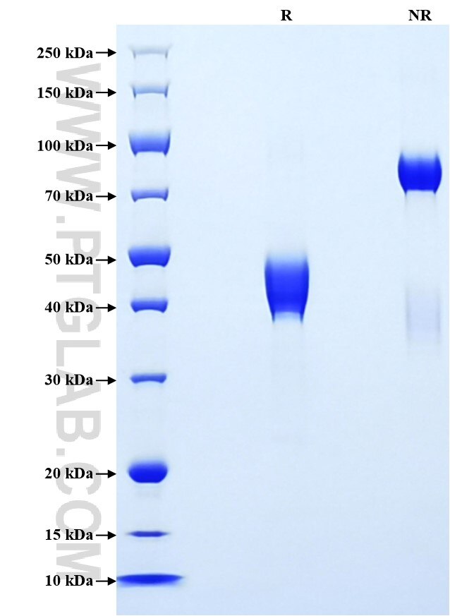 Purity of Recombinant Human CCL7 was determined by SDS-PAGE. The protein was resolved in an SDS-PAGE in reducing (R) and non-reducing (NR) conditions and stained using Coomassie blue.