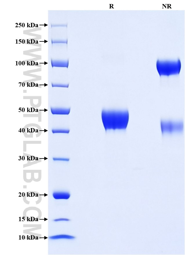 Purity of Recombinant Rat Cystatin C was determined by SDS-PAGE. The protein was resolved in an SDS-PAGE in reducing (R) and non-reducing (NR) conditions and stained using Coomassie blue.