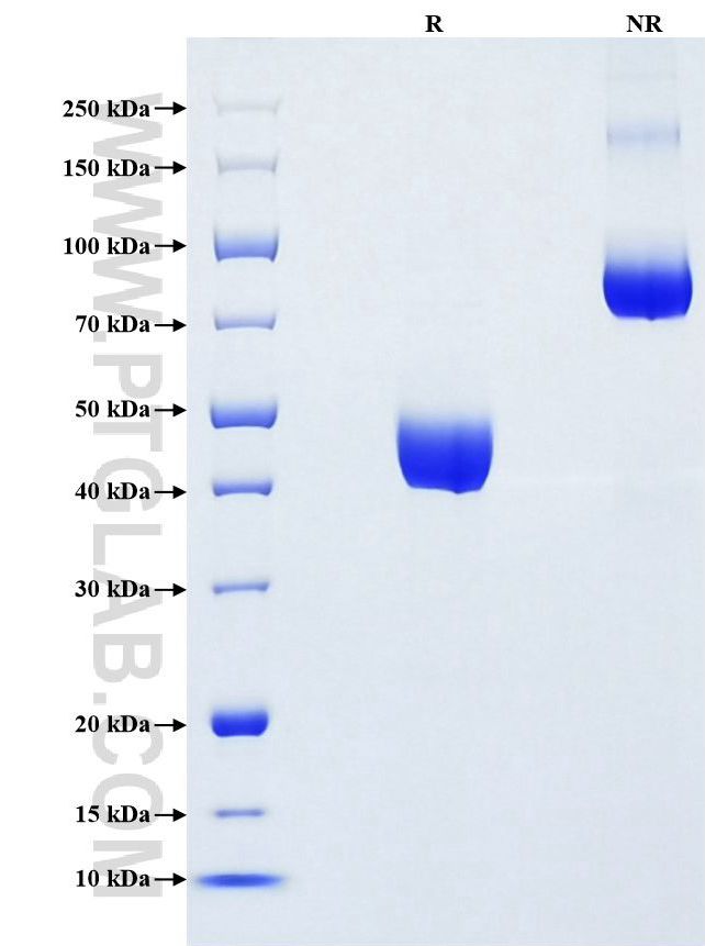 Purity of Recombinant Rat IL-17A was determined by SDS-PAGE. The protein was resolved in an SDS-PAGE in reducing (R) and non-reducing (NR) conditions and stained using Coomassie blue.