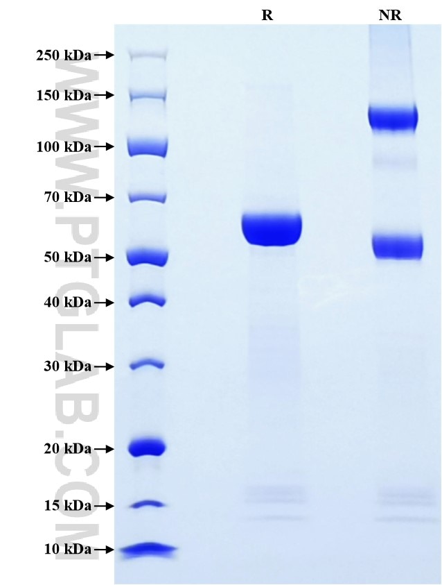Purity of Recombinant Human Granzyme B was determined by SDS-PAGE. The protein was resolved in an SDS-PAGE in reducing (R) and non-reducing (NR) conditions and stained using Coomassie blue.