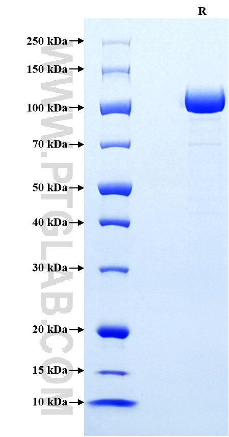 Purity of Recombinant Mouse Transferrin R was determined by SDS-PAGE. The protein was resolved in an SDS-PAGE in reducing (R) conditions and stained using Coomassie blue.