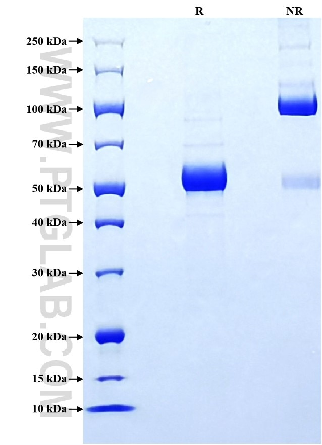 Purity of Recombinant Human Angiopoietin-1 was determined by SDS-PAGE. The protein was resolved in an SDS-PAGE in reducing (R) and non-reducing (NR) conditions and stained using Coomassie blue.
