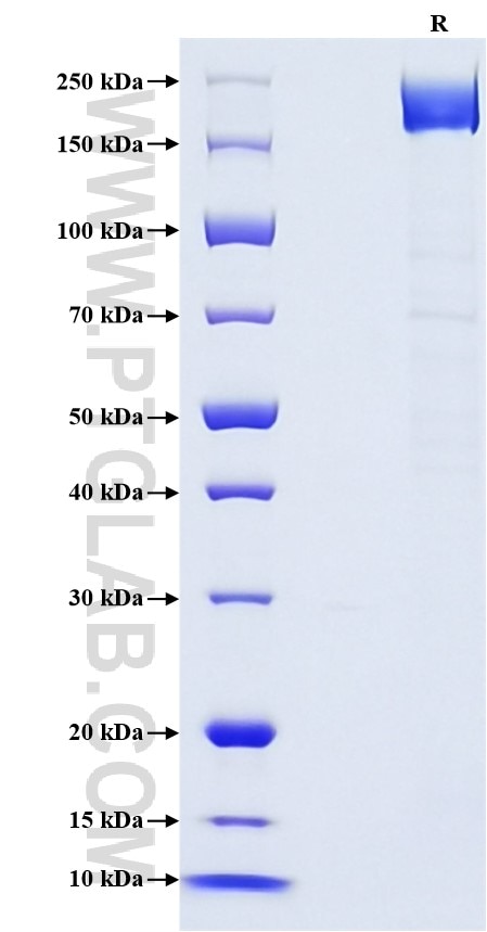 Purity of Recombinant Human LY75 was determined by SDS-PAGE. The protein was resolved in an SDS-PAGE in reducing (R) conditions and stained using Coomassie blue.