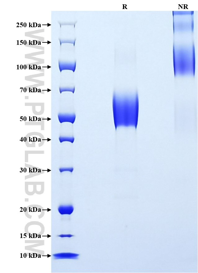 Purity of Recombinant Human DcR2 was determined by SDS-PAGE. The protein was resolved in an SDS-PAGE in reducing (R) and non-reducing (NR) conditions and stained using Coomassie blue.