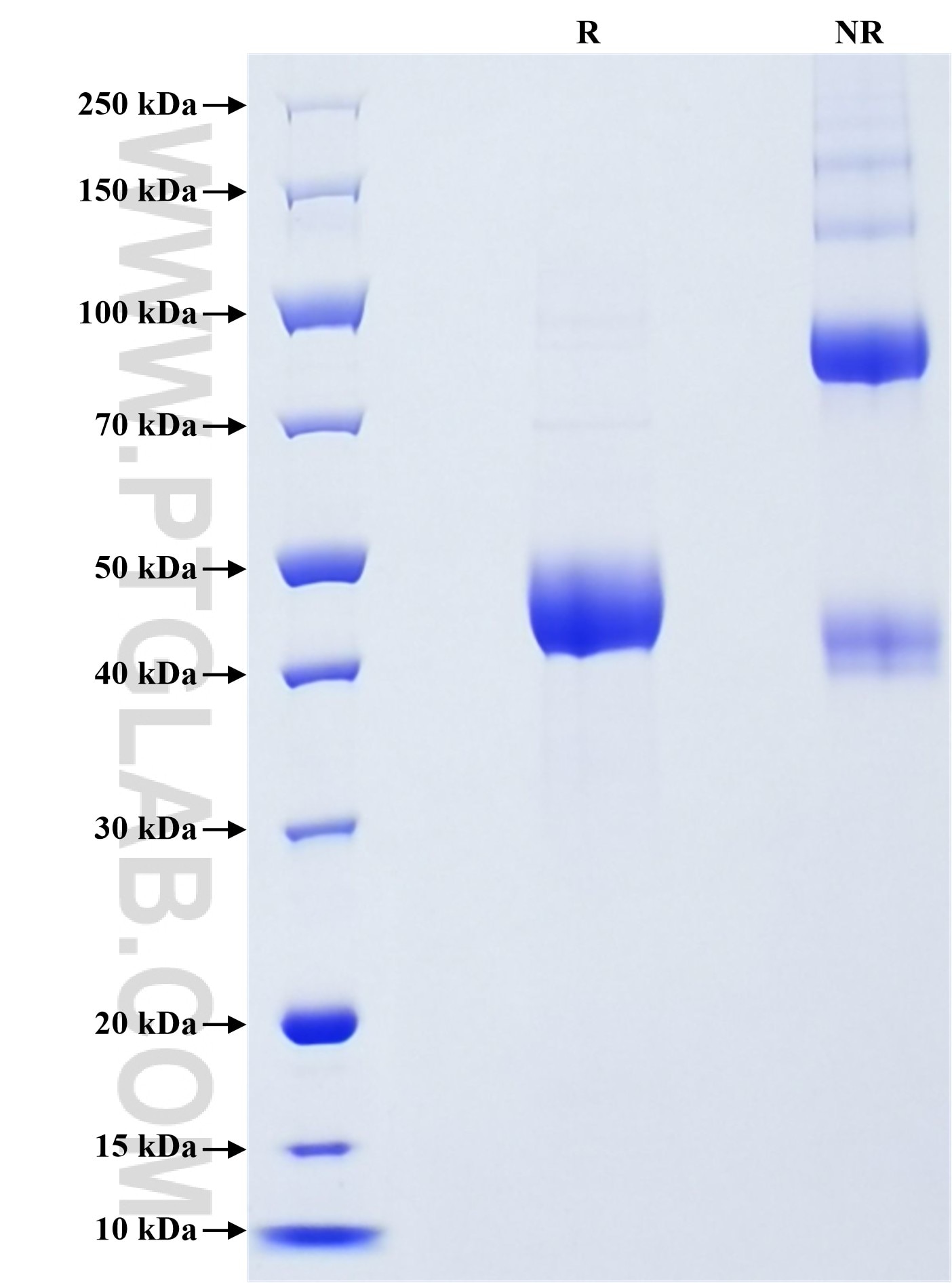 Purity of Recombinant Human CD40L was determined by SDS-PAGE. The protein was resolved in an SDS-PAGE in reducing (R) and non-reducing (NR) conditions and stained using Coomassie blue.
