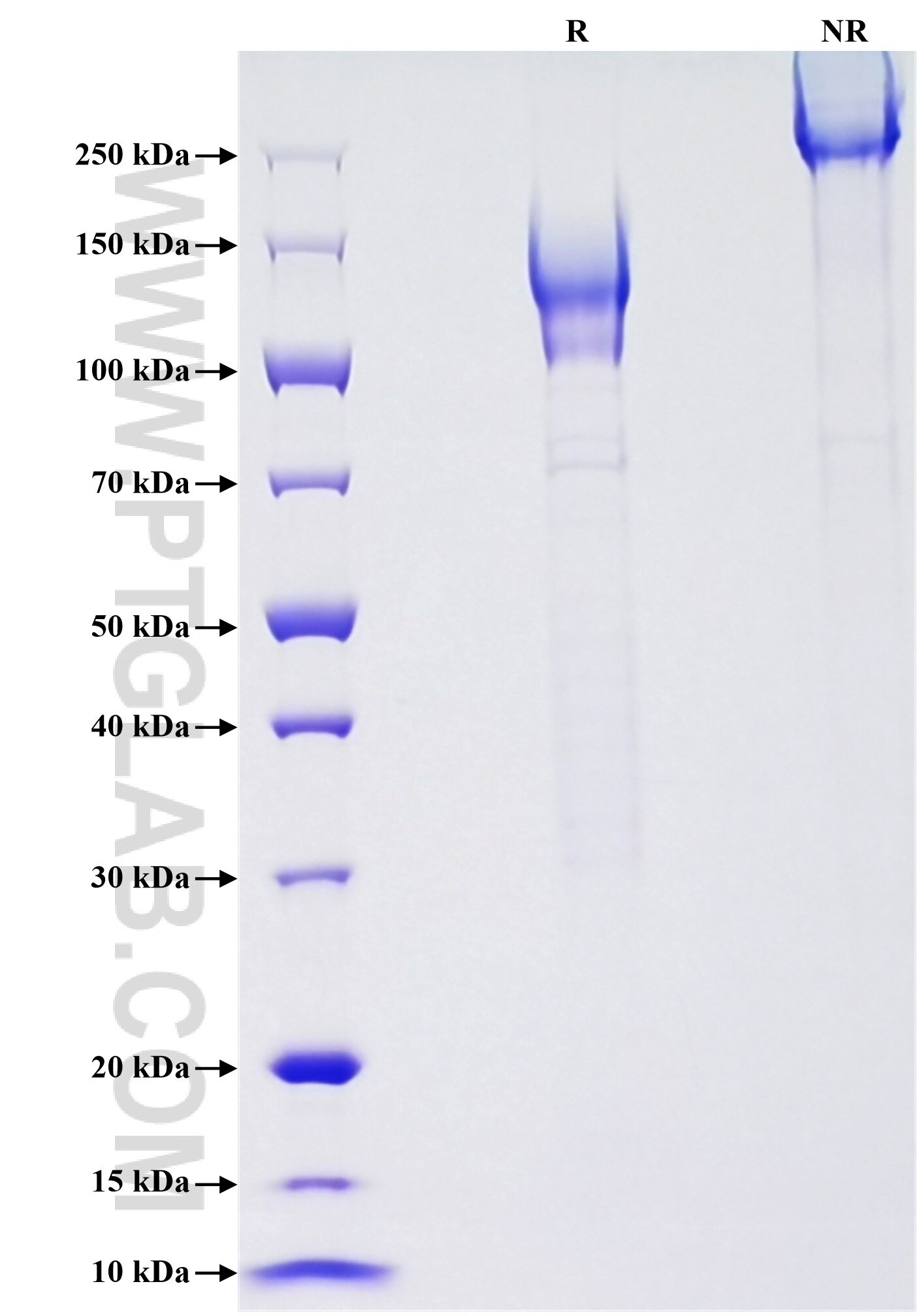 Purity of Recombinant Human CD96 was determined by SDS-PAGE. The protein was resolved in an SDS-PAGE in reducing (R) and non-reducing (NR) conditions and stained using Coomassie blue.