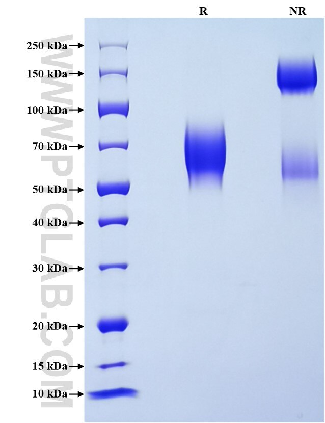 Purity of Recombinant Rat CD86 was determined by SDS-PAGE. The protein was resolved in an SDS-PAGE in reducing (R) and non-reducing (NR) conditions and stained using Coomassie blue.