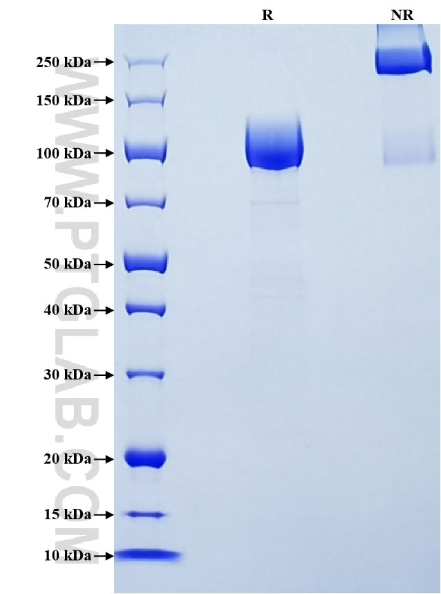 Purity of Recombinant Human CSF1R was determined by SDS-PAGE. The protein was resolved in an SDS-PAGE in reducing (R) and non-reducing (NR) conditions and stained using Coomassie blue.