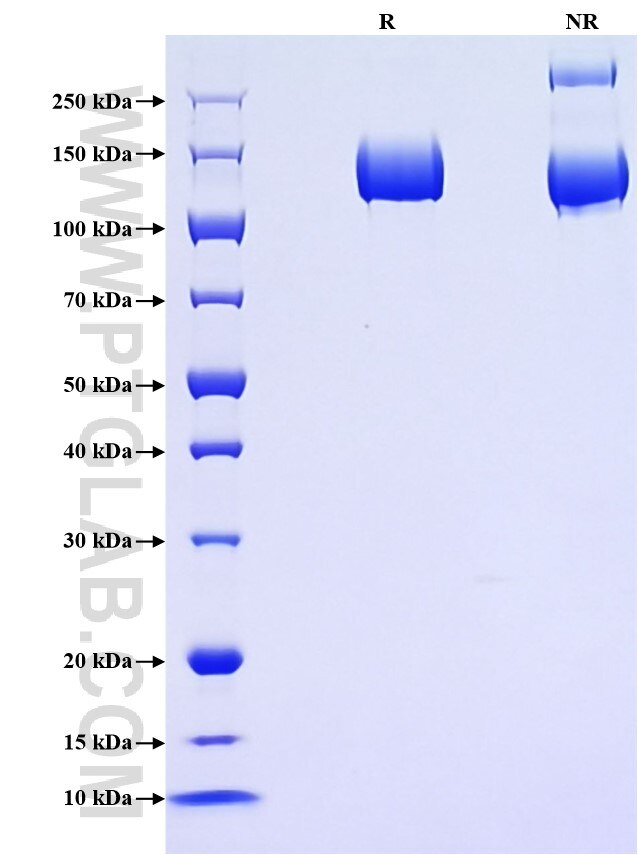 Purity of Recombinant Mouse CD13 was determined by SDS-PAGE. The protein was resolved in an SDS-PAGE in reducing (R) and non-reducing (NR) conditions and stained using Coomassie blue.