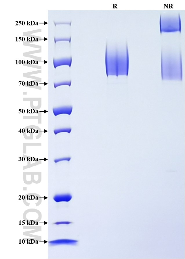 Purity of Recombinant Human LAMP3 was determined by SDS-PAGE. The protein was resolved in an SDS-PAGE in reducing (R) and non-reducing (NR) conditions and stained using Coomassie blue.